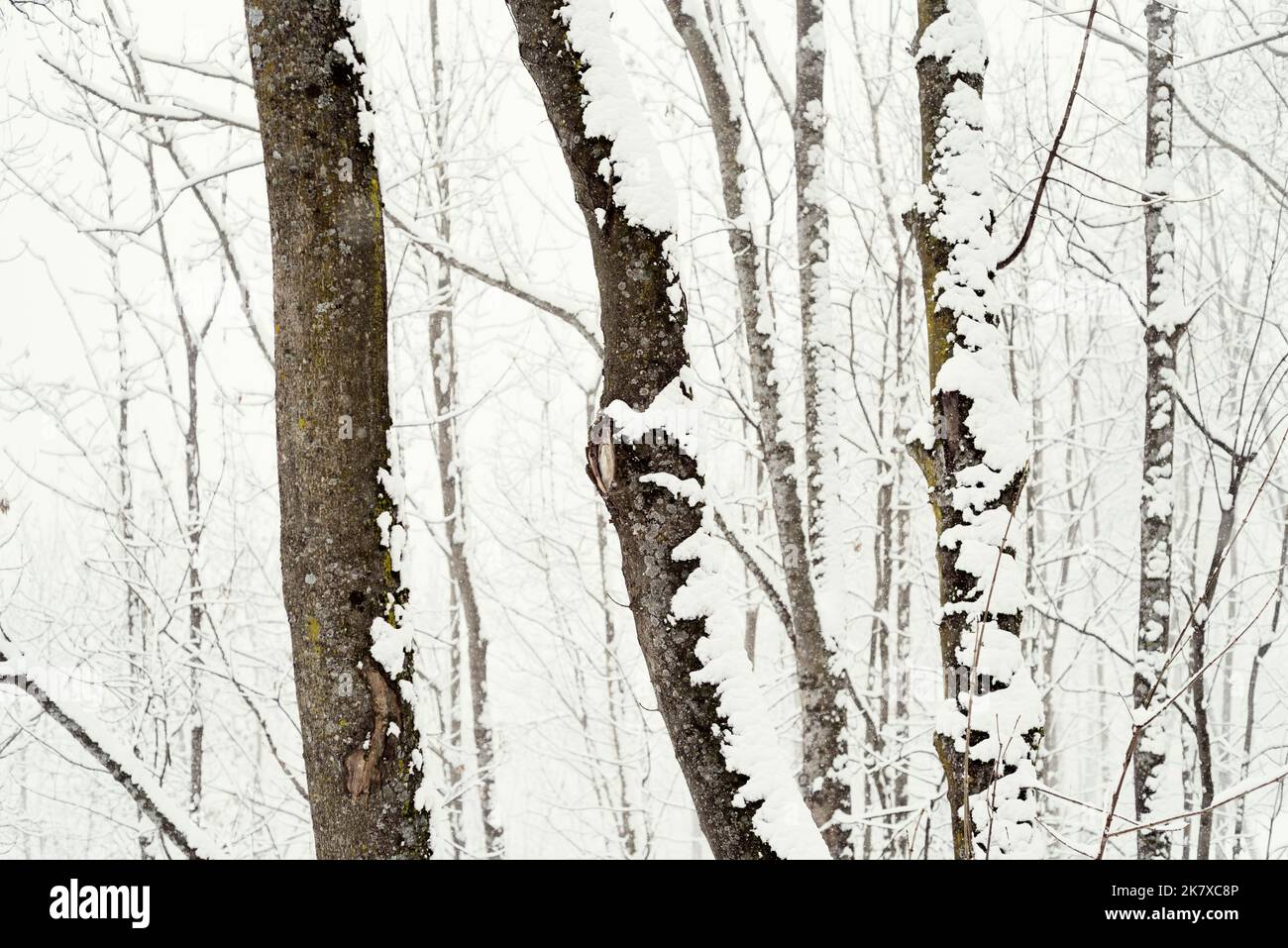 Birches under the snow Stock Photo
