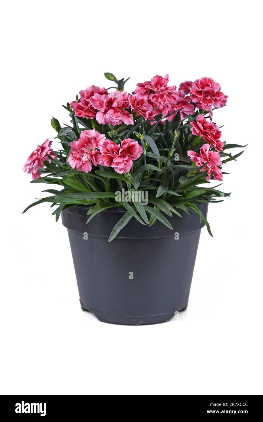 Potted pink Dianthus flowers on white background Stock Photo