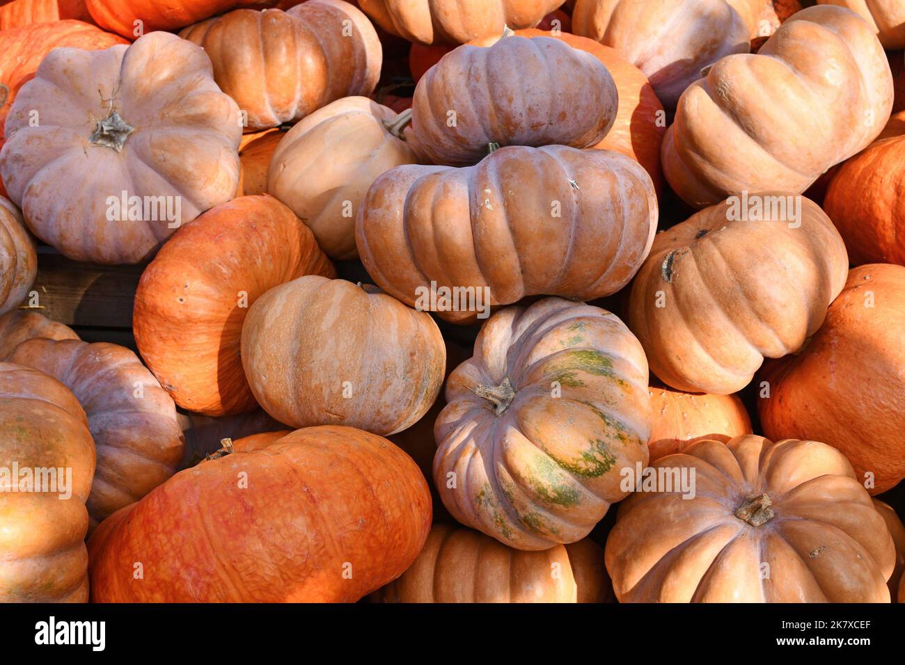 Pile of beautiful light orange 'Musquee de Provence' pumpkins. Also called Fairytale pumpkin Stock Photo