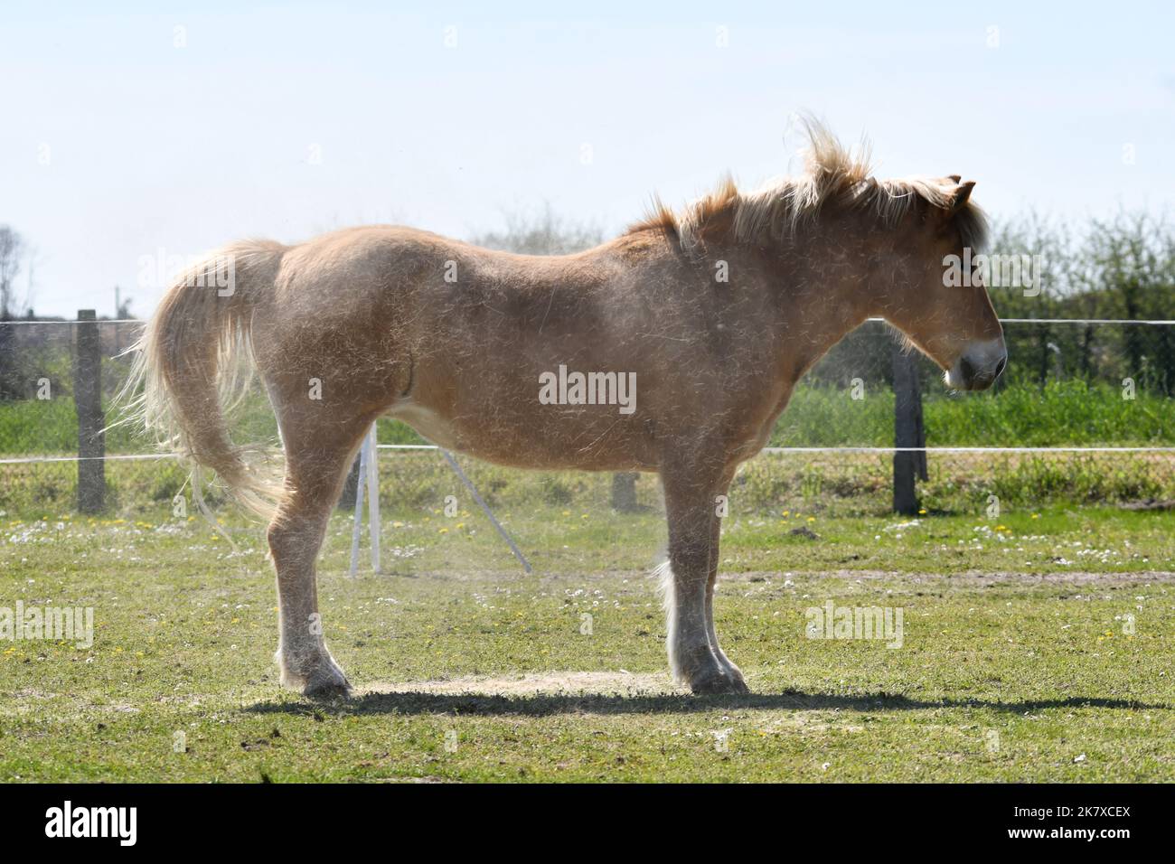 Grazing horse shakes off hair Stock Photo Alamy