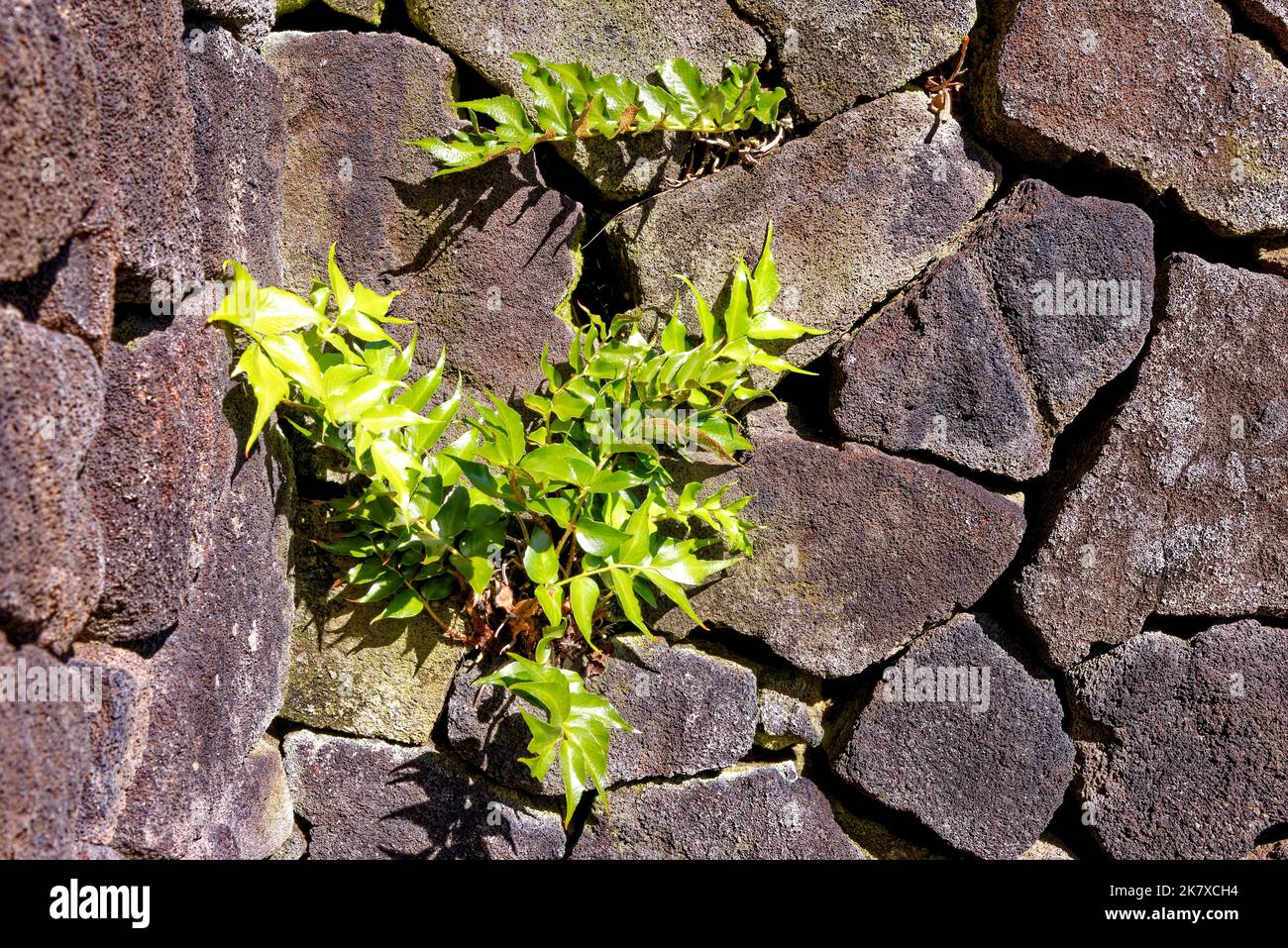 Stone wall made from volcanic rock in Lanzarote. Close-up shot of dry stone wall made of volcanic rocks background Stock Photo