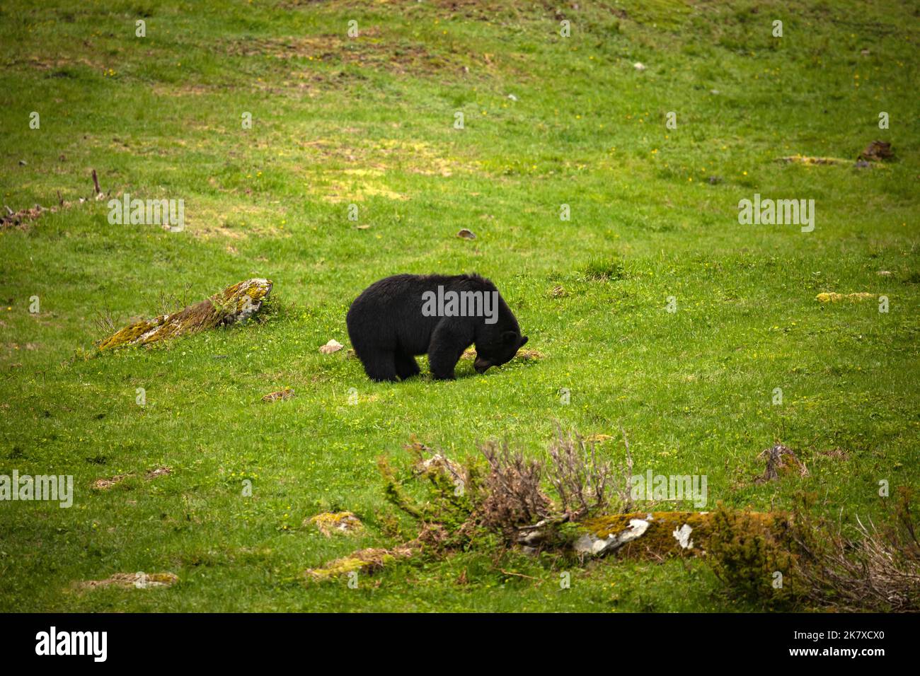 WA22368-00...WASHINGTON - Black bear recently out of hibernation looking for grass, leaves or flowers to eat in an open meadow in the Enchanted Valley Stock Photo