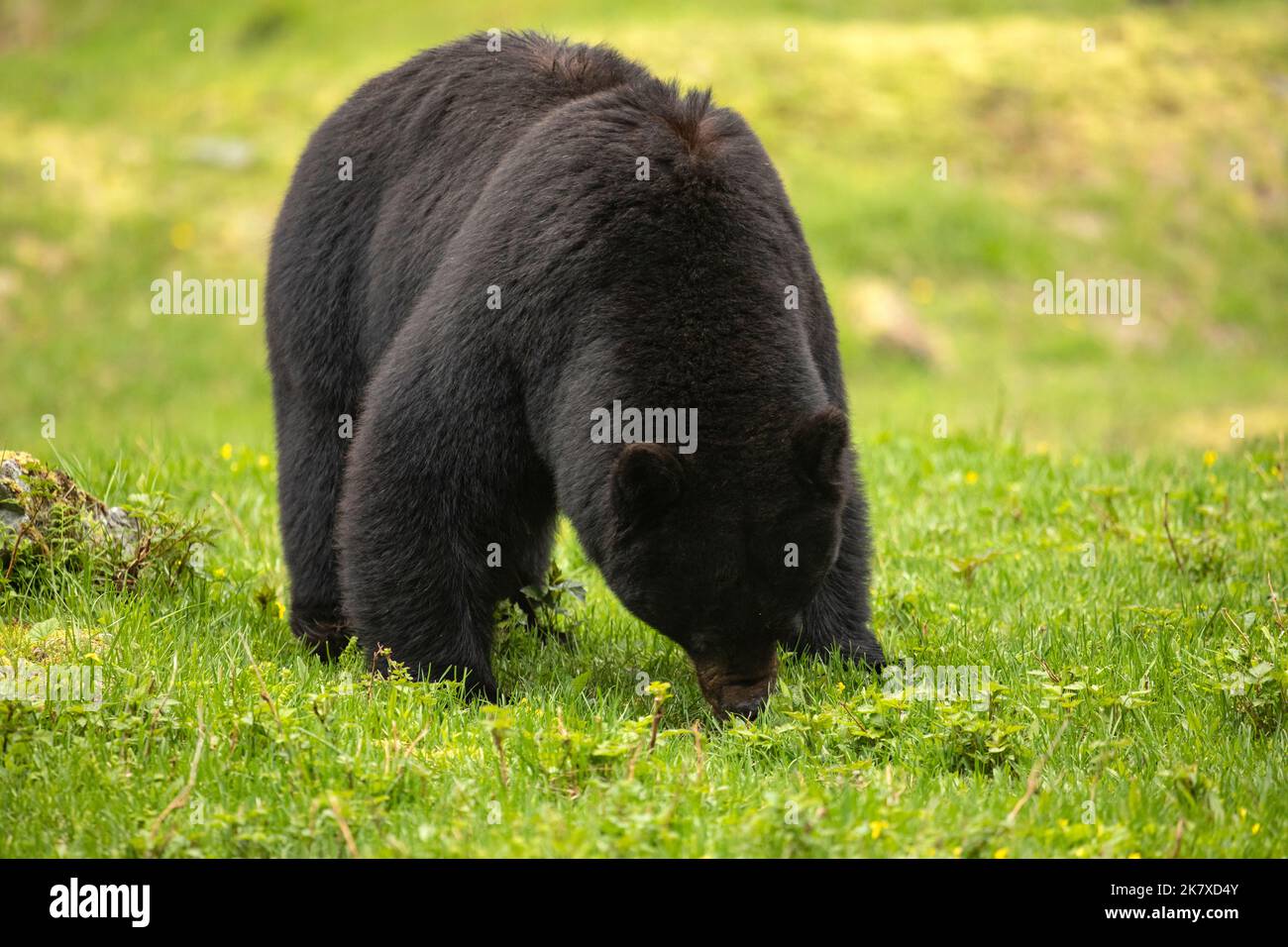 WA22380-00...WASHINGTON - A black bear, recently out of winter hibernation, hungerly eating grass and leaves in the Enchanted Valley of Olympic Nation Stock Photo