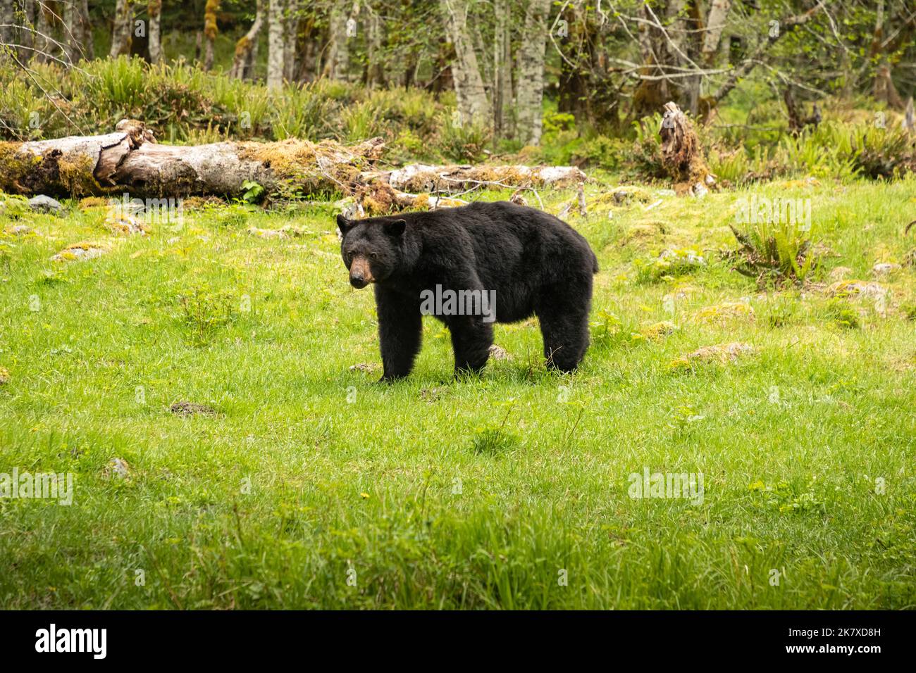 WA22382-00...WASHINGTON - A black bear, recently out of winter hibernation, hungerly eating grass and leaves in the Enchanted Valley of Olympic Nation Stock Photo