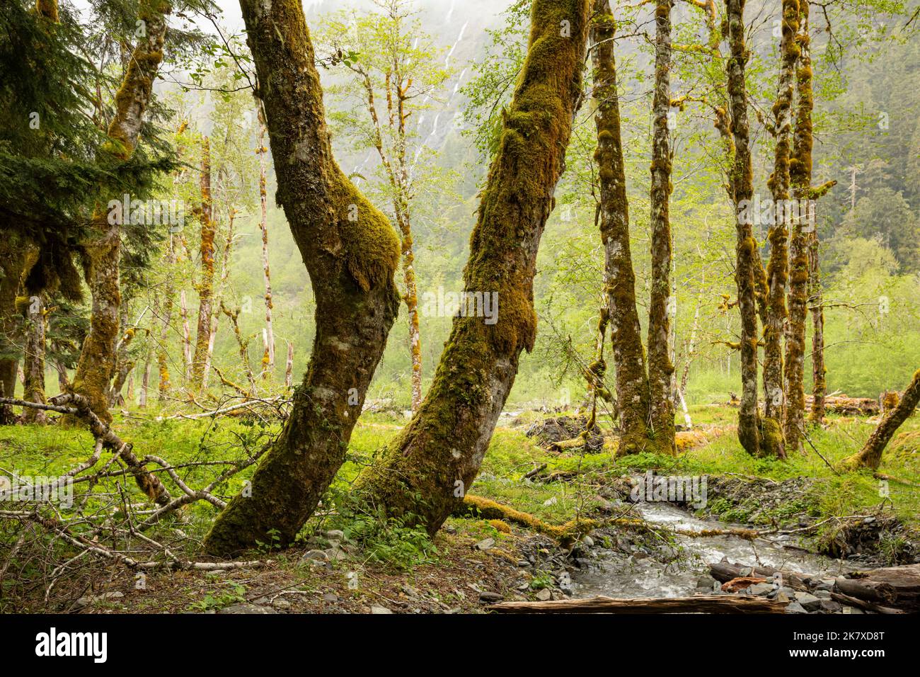 WA22383-00...WASHINGTON - Small creek heading down to the Quinault River in the Enchanted Valley; part of Olympic National Park. Stock Photo