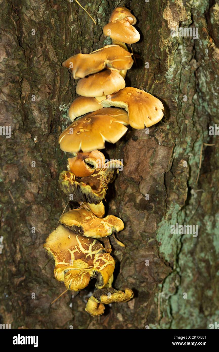 The Conifer Tuft usually grows in dense clumps on decaying conifer trees. They are not as common as their similarly relation, the Sulphur Tuft. Stock Photo