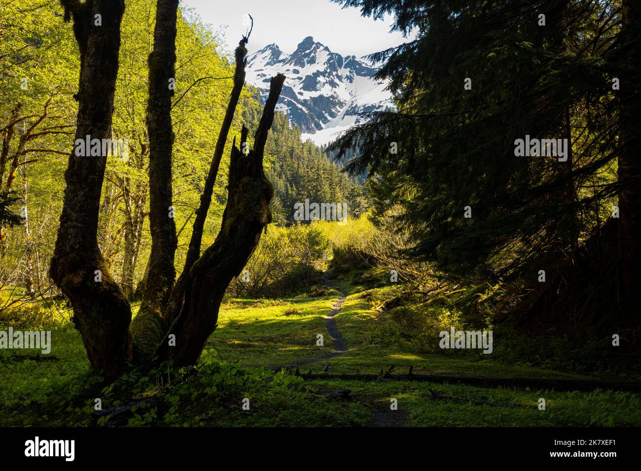 WA22389-00...WASHINGTON - Trail through the Enchanted Valley heading towards Anderson Pass and Mount Anderson in Olympic National Park. Stock Photo