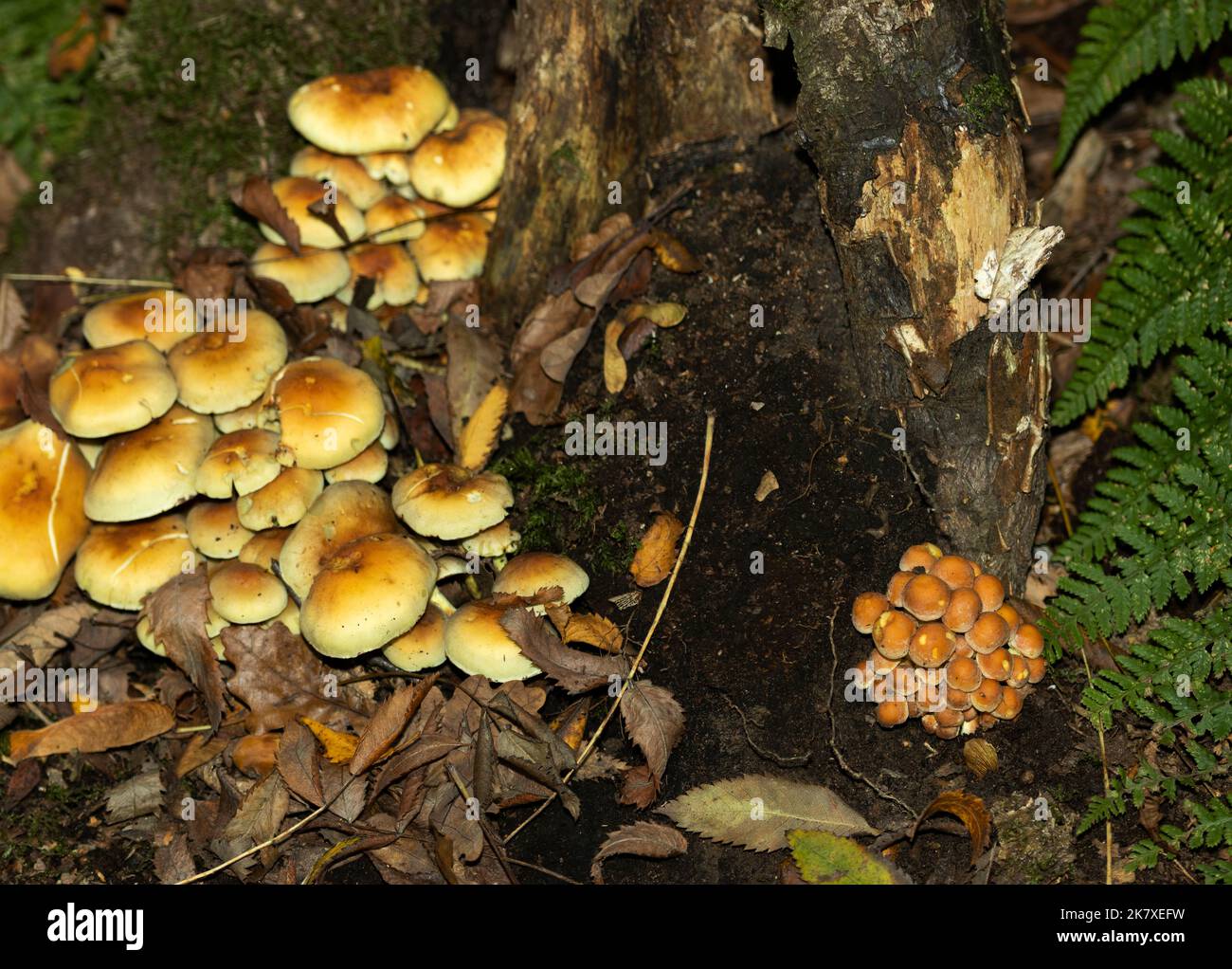 Similar to, but smaller than its virulent pathogenic relative, the Ringless Honey Fungus is found in dense clusters at the base of deciduous trees Stock Photo