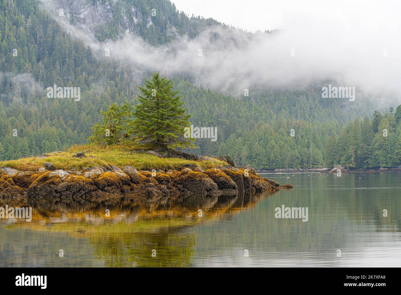 Beautiful calm scene of the forested shoreline reflected in the still ocean off  of British Columbia, Canada. Stock Photo