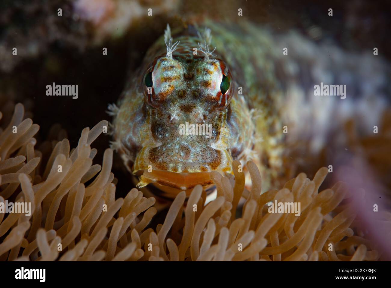 A Jeweled blenny, Salarias fasciatus, lays on coral near Alor, Indonesia. Blennies are common inhabitants of coral reefs. Stock Photo