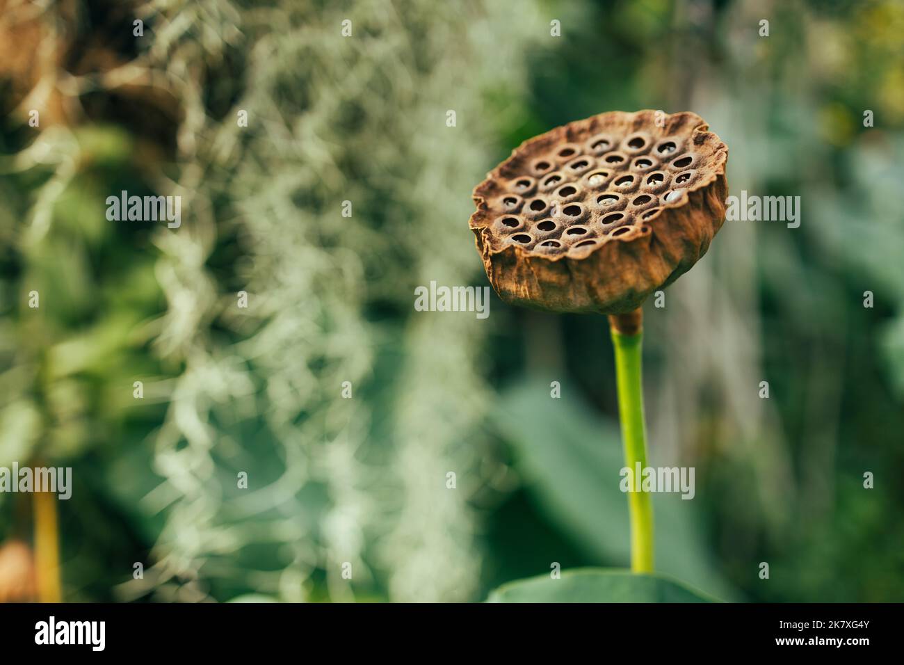 Dried lotus flower close up, abstract texture Stock Photo - Alamy