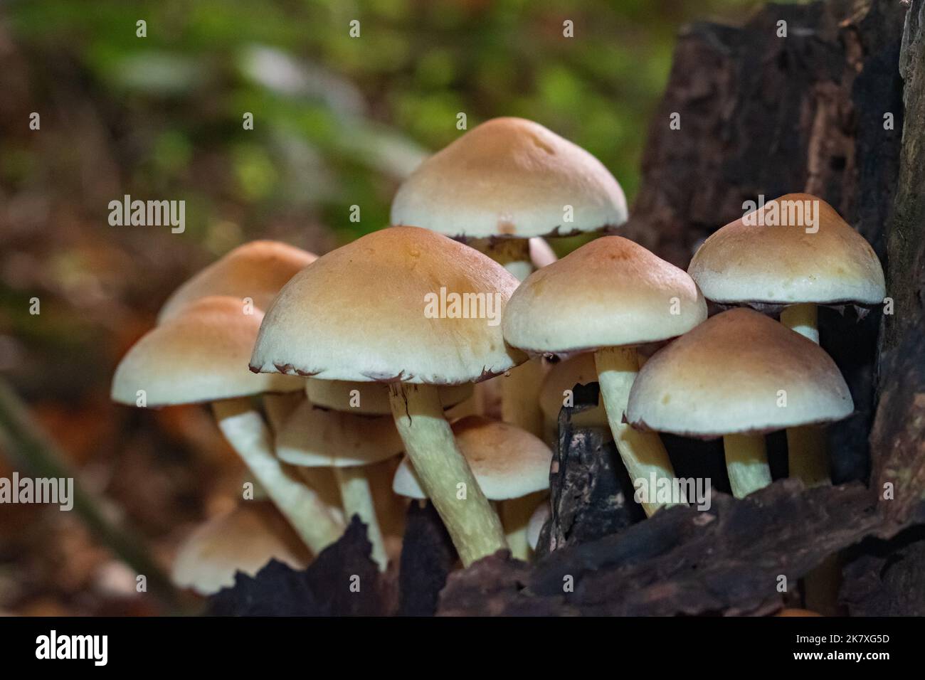 A clump of Sulphur Tuft Fungi on a rotting stump in the woods Stock Photo