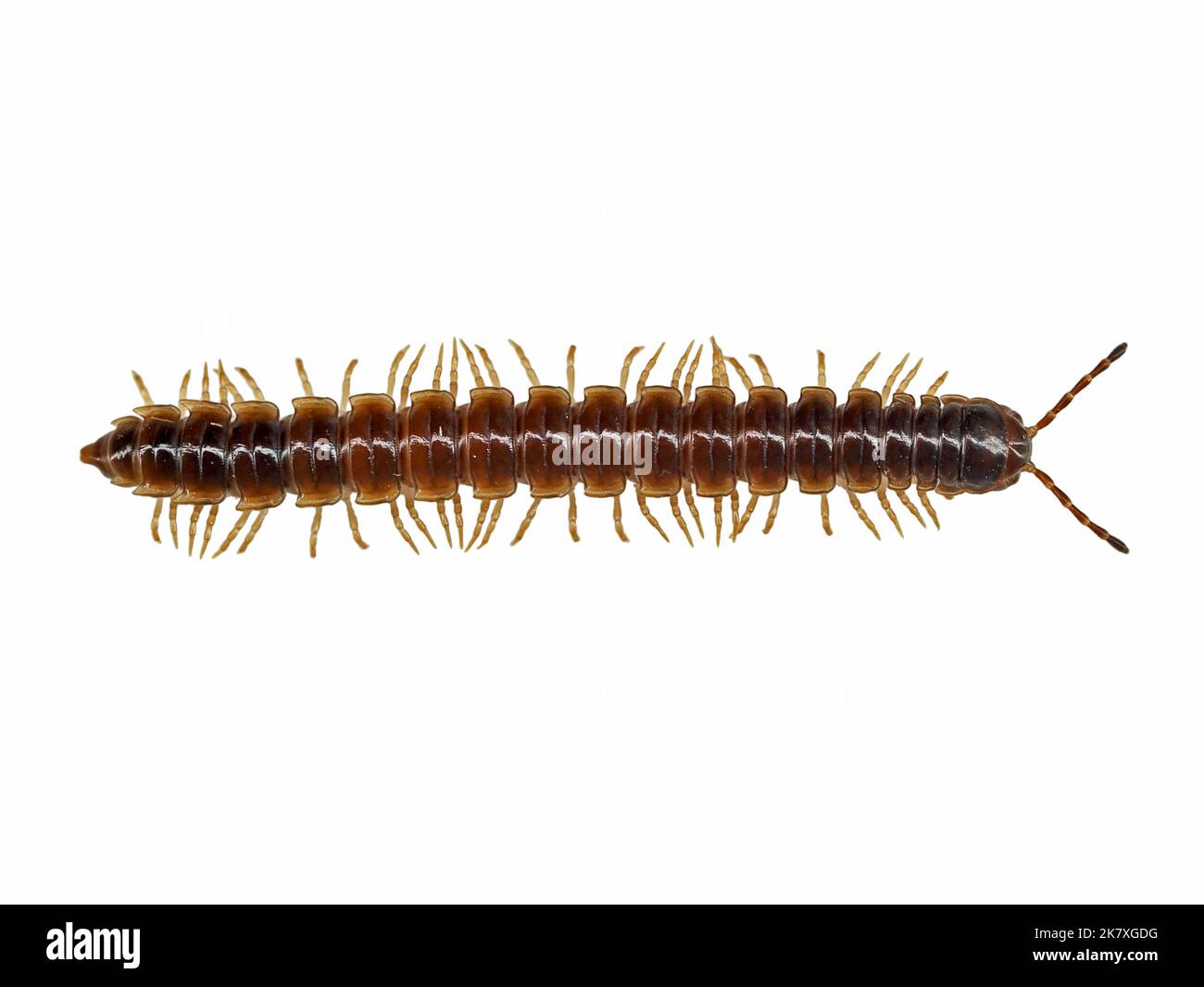 top view of a greenhouse millipede, Oxidus gracilis, isolated on white background Stock Photo