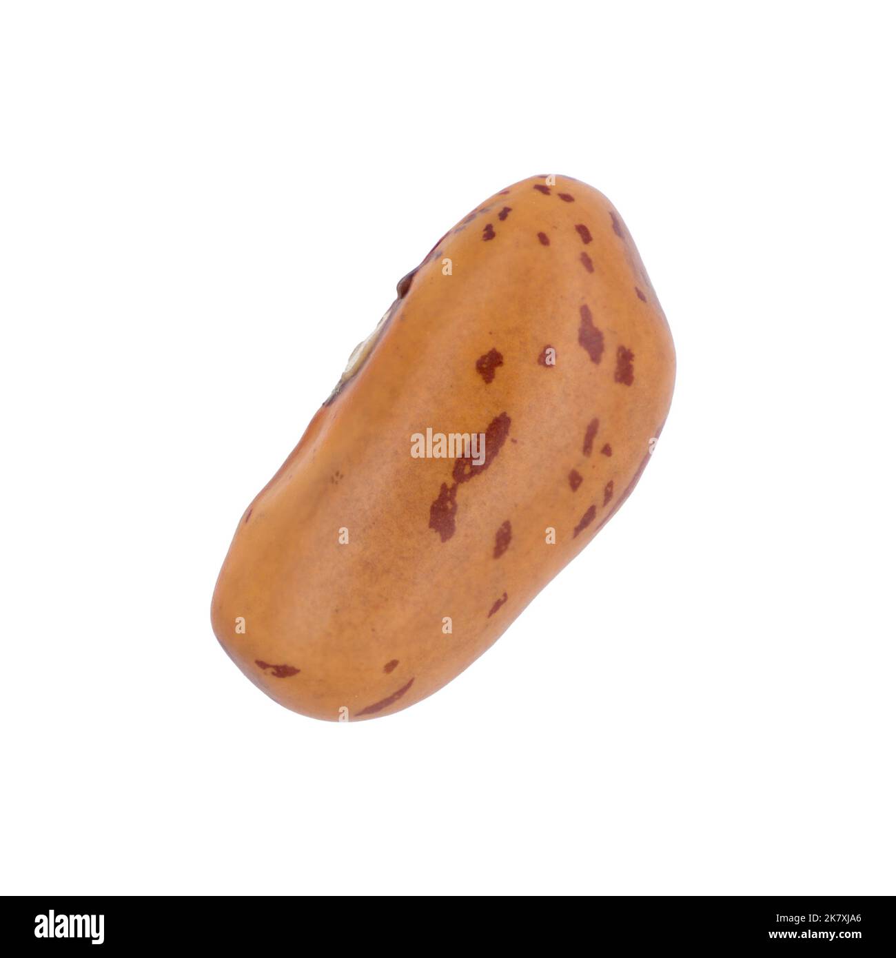 Single brown raw pinto bean (Phaseolus vulgaris, frijoles pintos) from