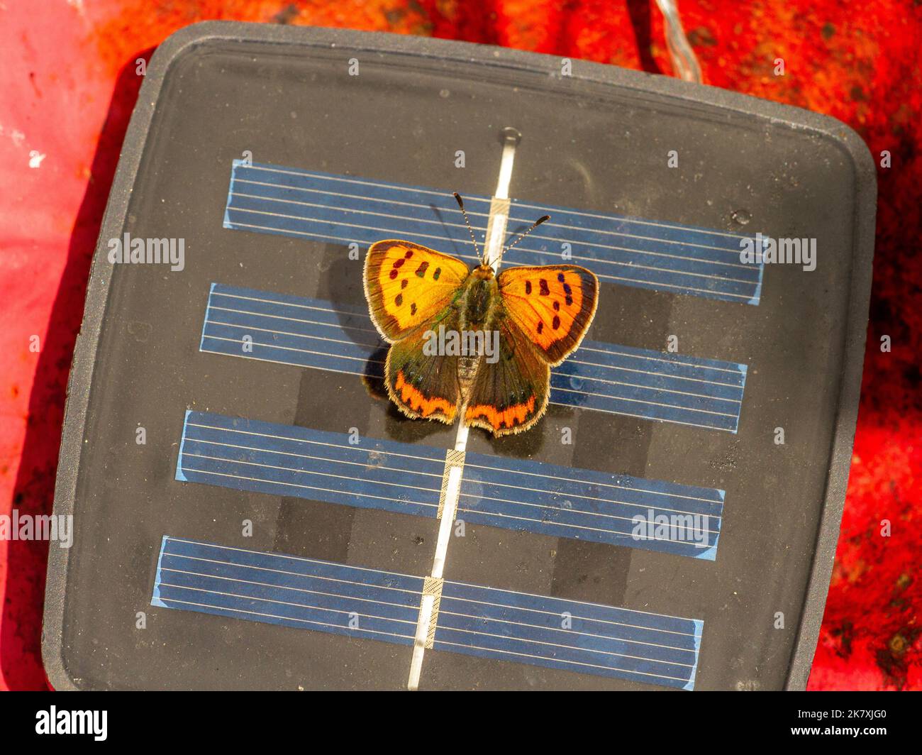 Small Copper butterfly basking on a solar panel Stock Photo