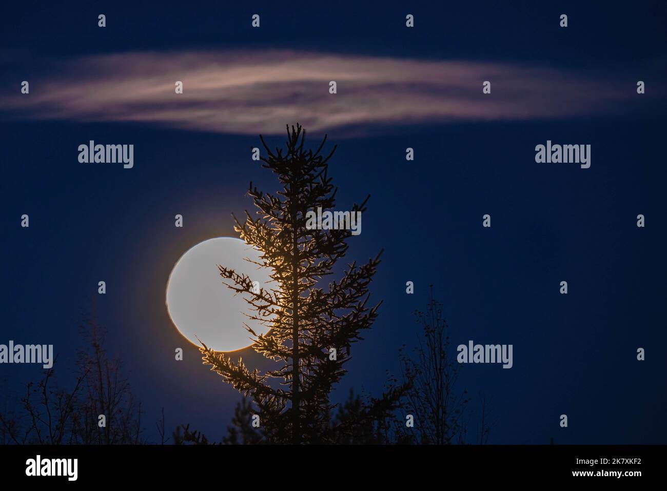 Glowing blurry full moon behind spruce tree top, close up night photo Stock Photo