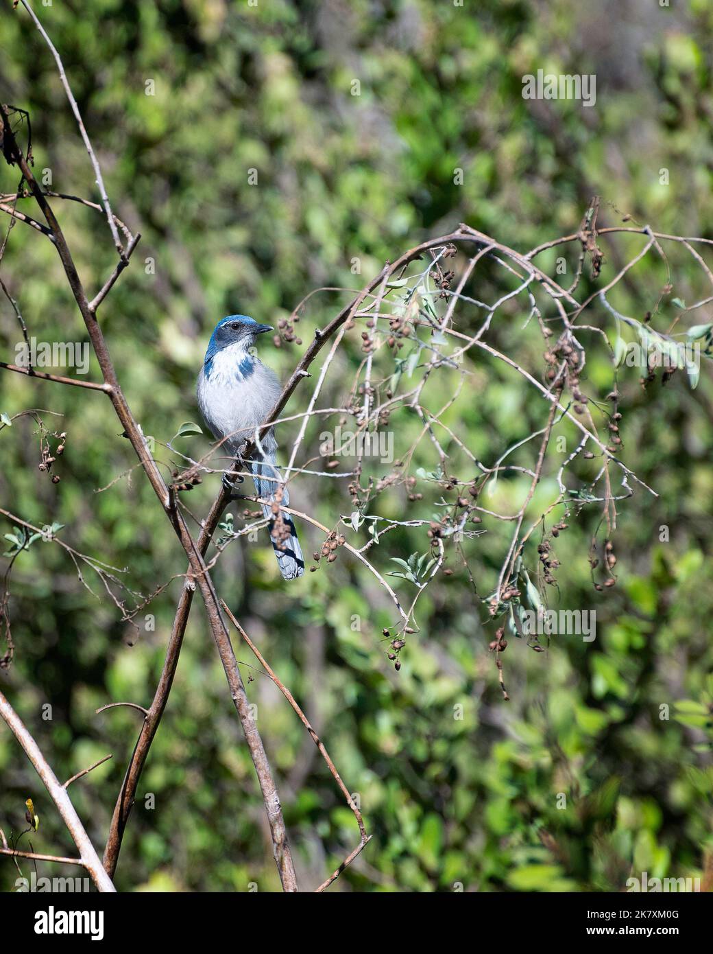 A California Scrub-Jay (Aphelocoma californica) perches in a shrub at Lake Hollywood in Los Angeles, CA. Stock Photo