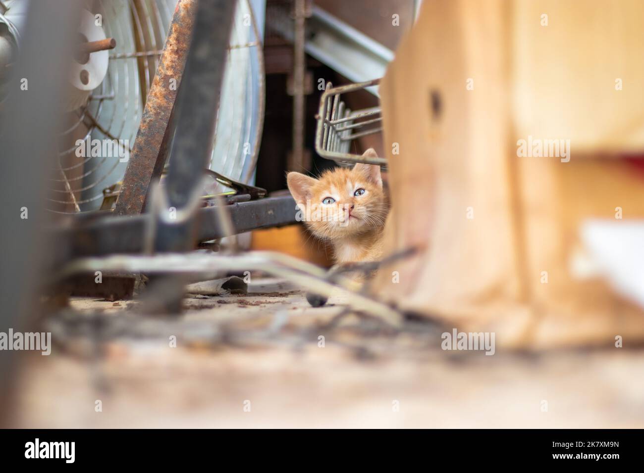 Cute little orange baby cat hiding between boxes Stock Photo