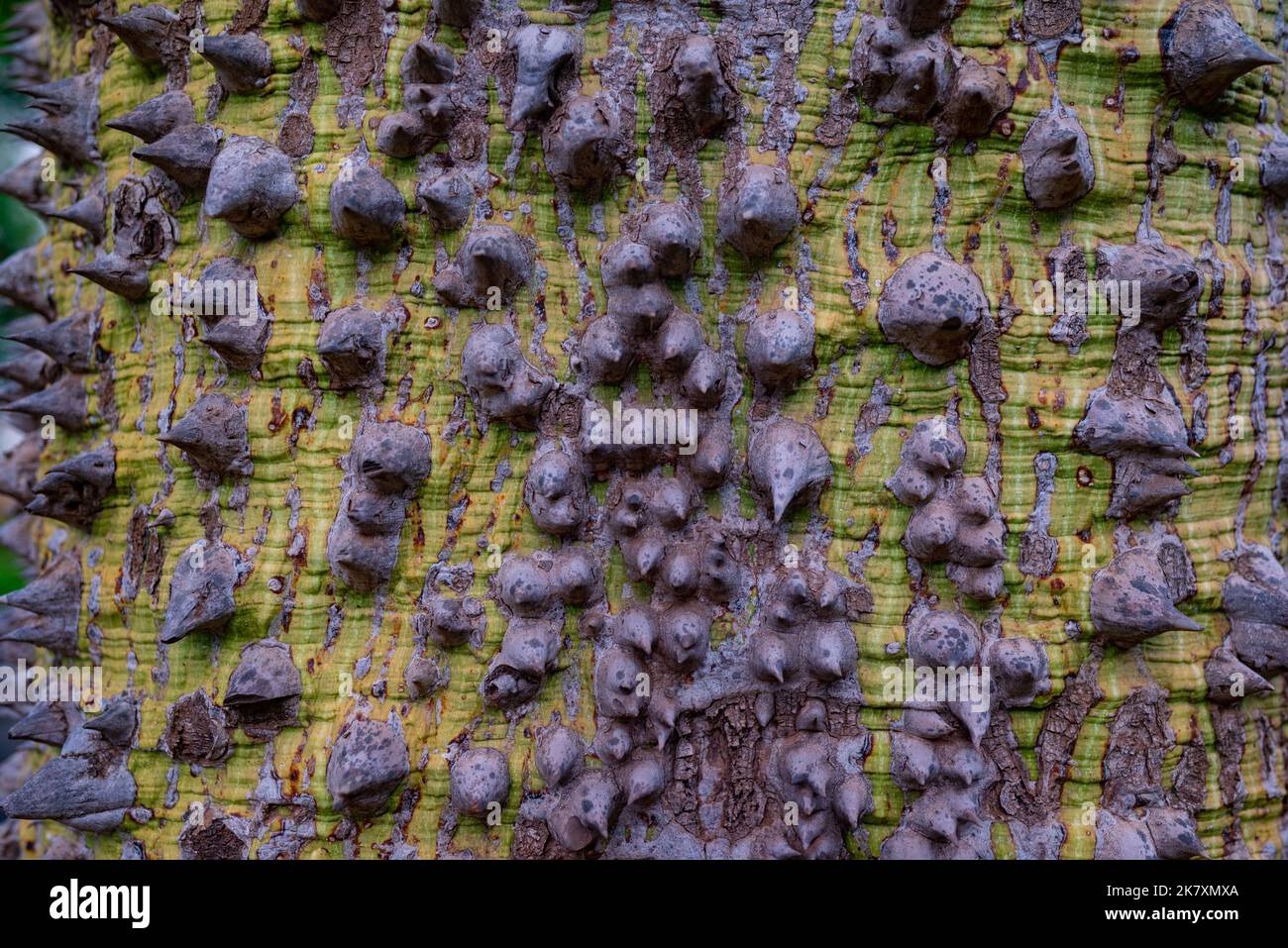 Mostly blurred closeup of floss silk tree bark. Ceiba speciosa thorny green bark Stock Photo