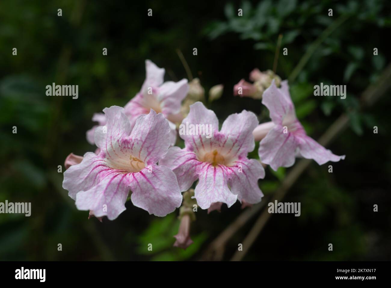White flowers with pink veins of Queen of Sheba-vine or pink trumpet vine Stock Photo