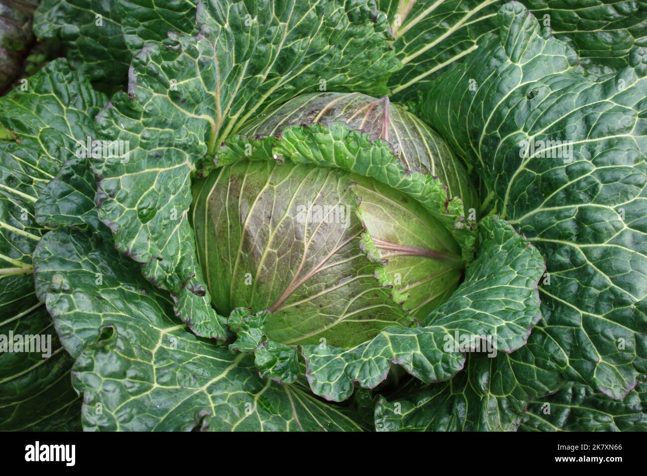 January king 3 cabbage hires stock photography and images Alamy