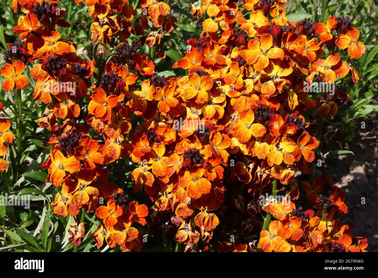 Wallflower (Cheiranthus cheiri) in garden. Stock Photo