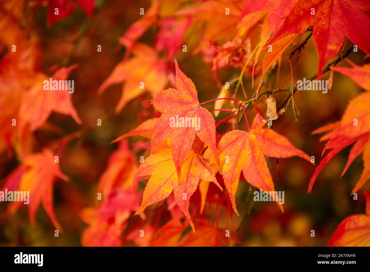 Autumnal acer leaves Stock Photo