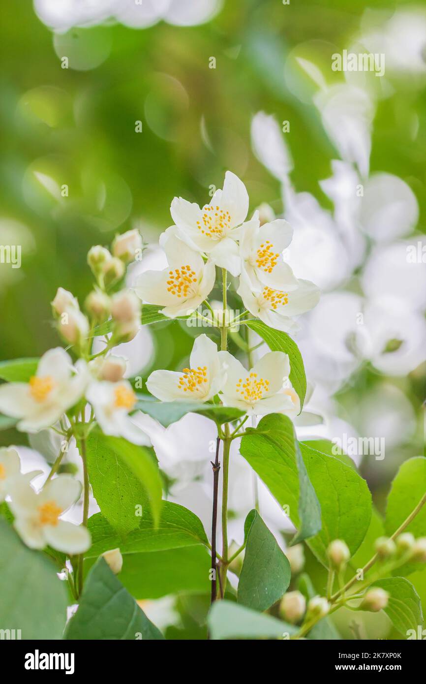 Flowering European pipe shrub, Philadelphus coronarius in sunny day Stock Photo