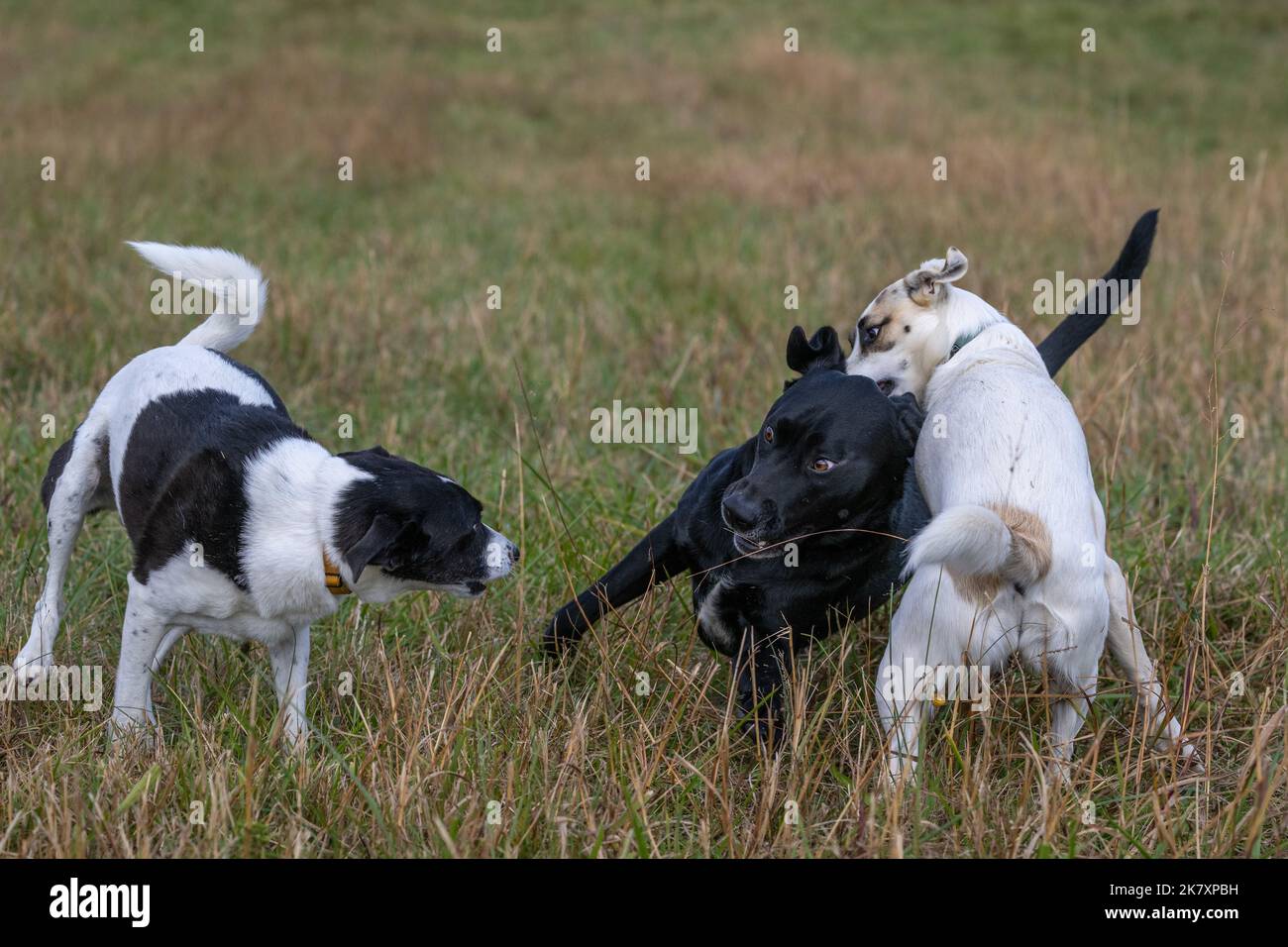 Dogs playing in a field Stock Photo - Alamy
