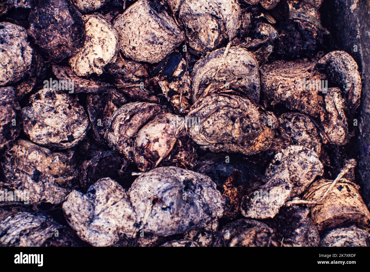 Amazonian rubber. Xapuri, Acre State, Brazil Stock Photo Alamy