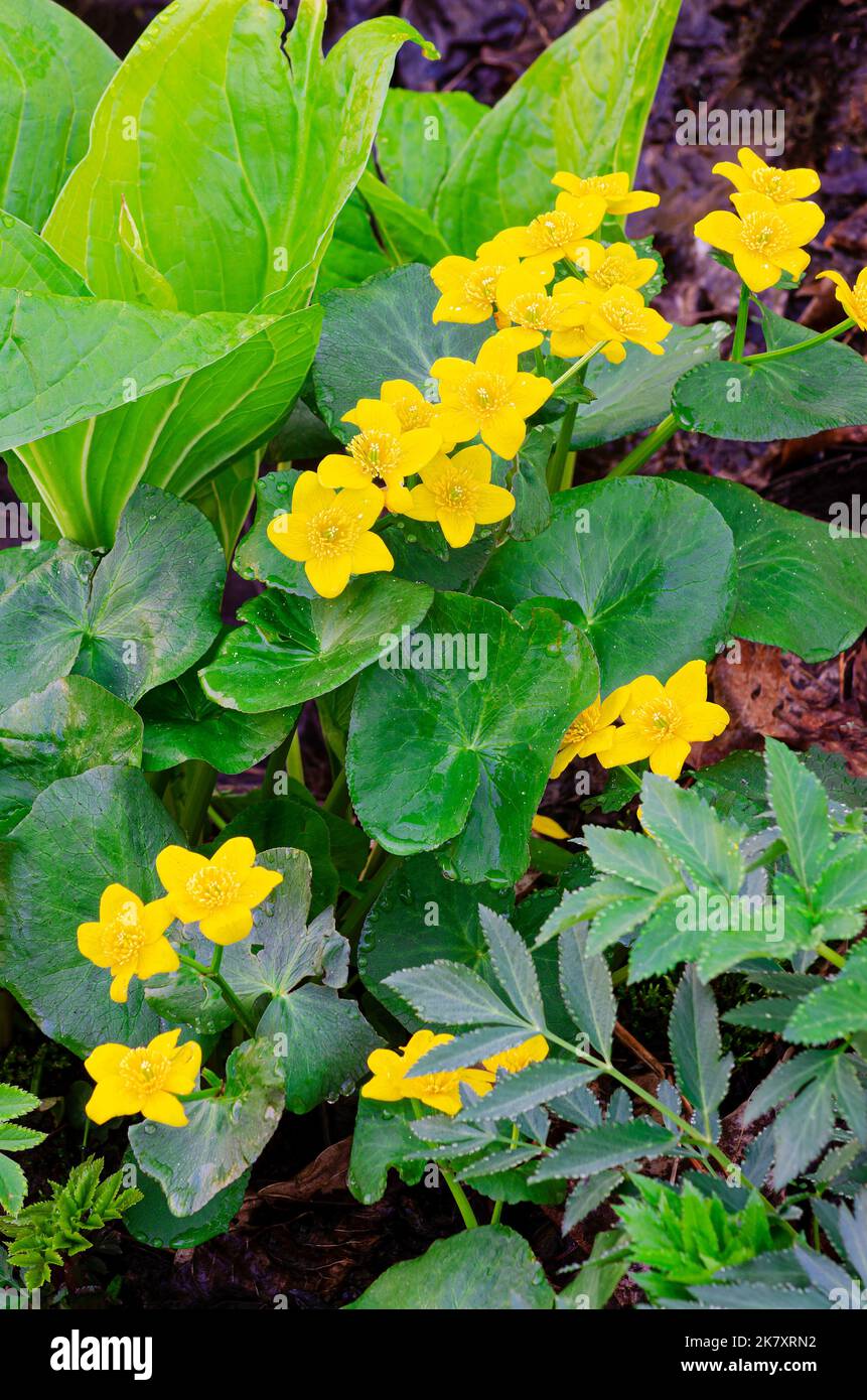 Marsh Marigolds Bloom surrounded by Skunk Cabbage and Golden Alexanders, Parfrey's Glen Nature Preserve, Deveil's Lake State Park, Sauk County, Wiscon Stock Photo