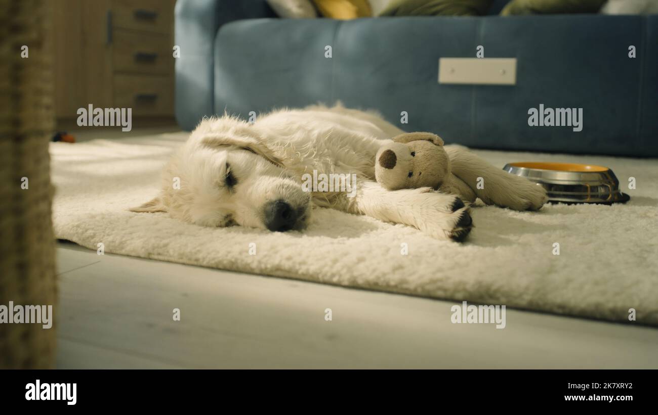Puppies Sleeping With Stuffed Animals