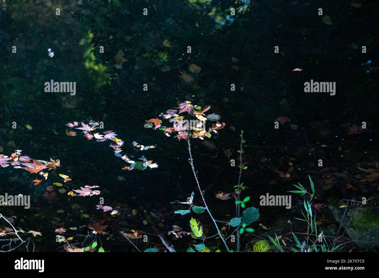 trees reflecting in the puddle, Colorful autumn leaves in the water Stock Photo