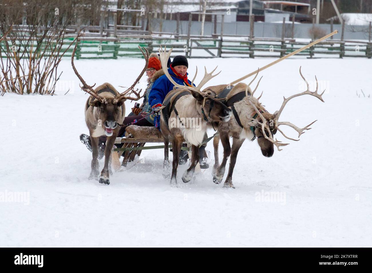 Sledge Riging MOSCOW REGION, RUSSIA - JANUARY 28, 2017: Sledge riding with a team of ...