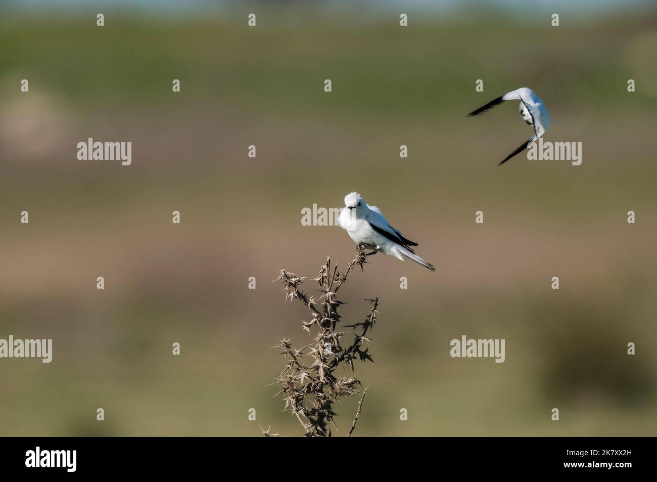 White monjita,Xolmis dominicana.South America Stock Photo