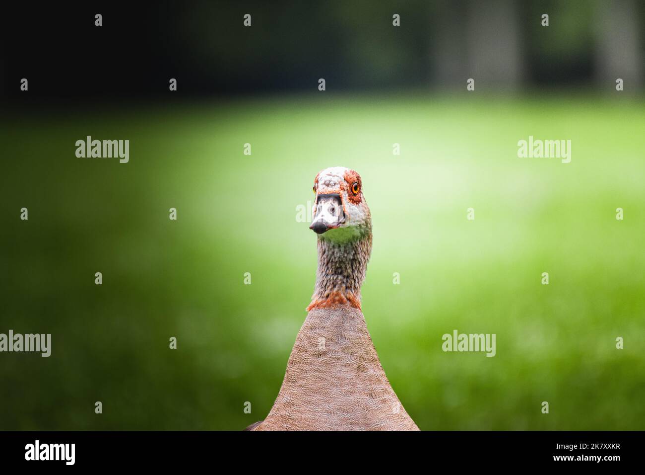 Portrait of Egyptian goose, goose is staring at the camera Stock Photo