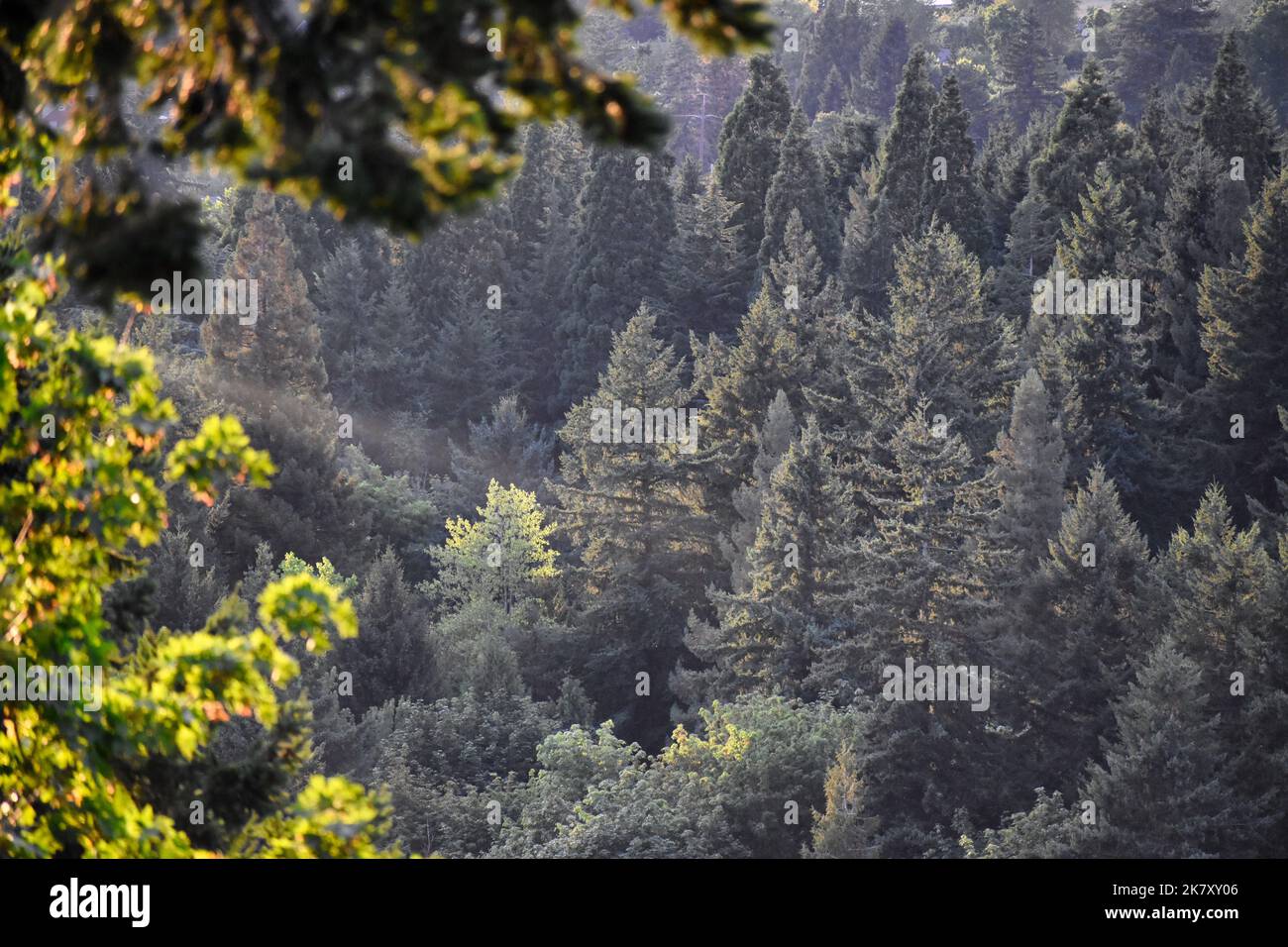 Sun rays on trees hi-res stock photography and images - Alamy