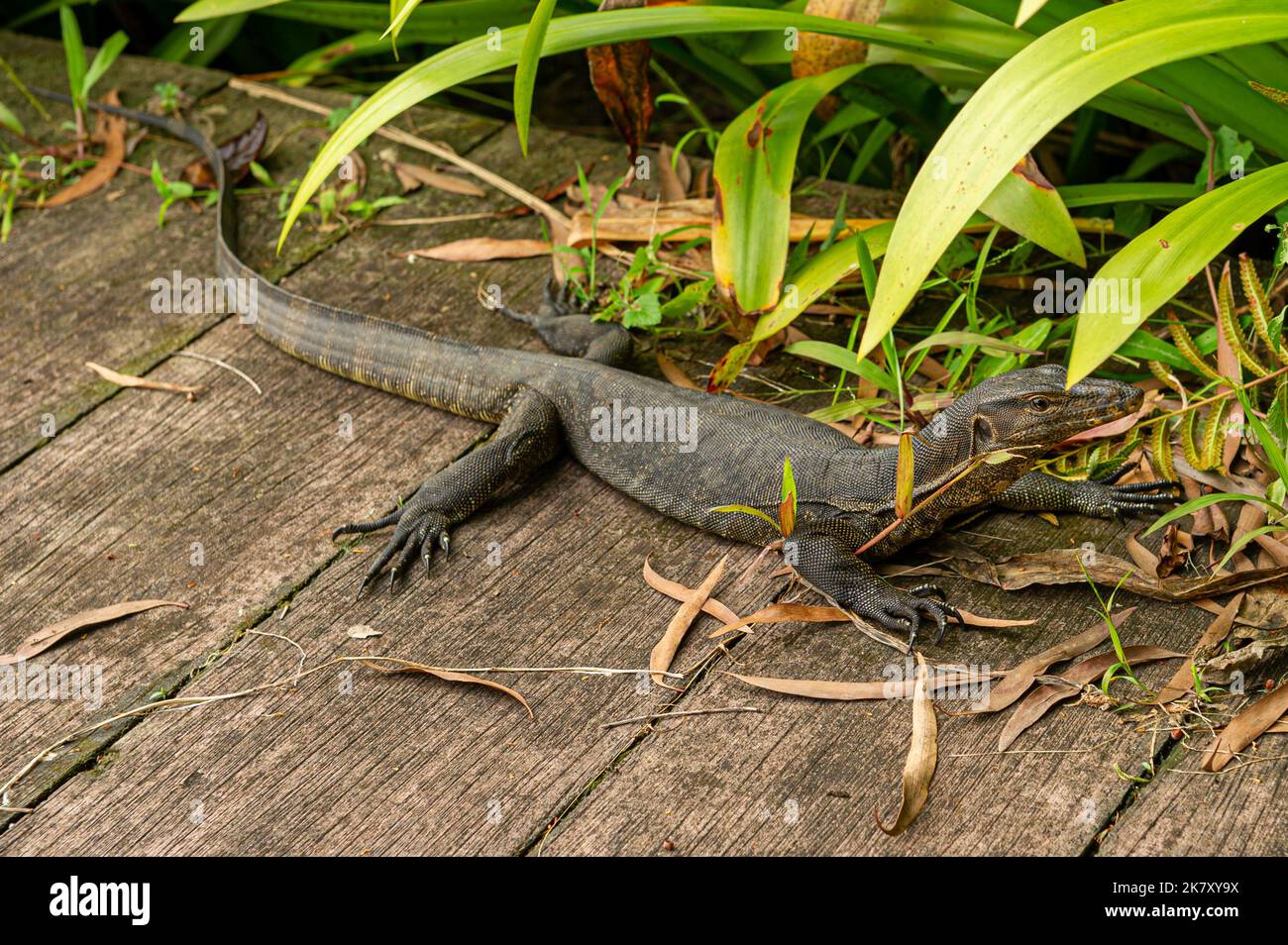 A young Monitor Lizard at Gardens by the Bay, Singapore Stock Photo