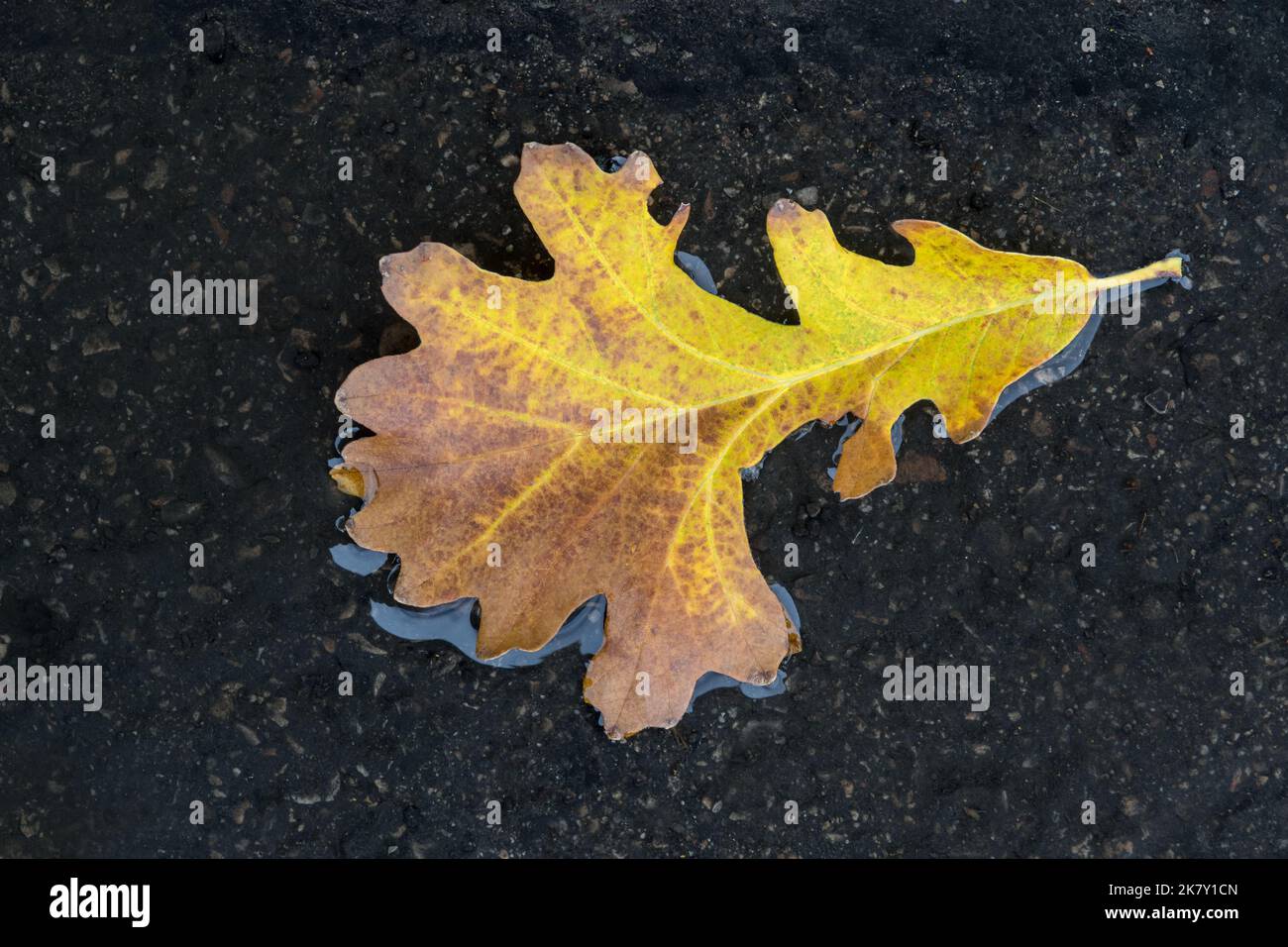 Dry leaves floating in water hi-res stock photography and images - Alamy
