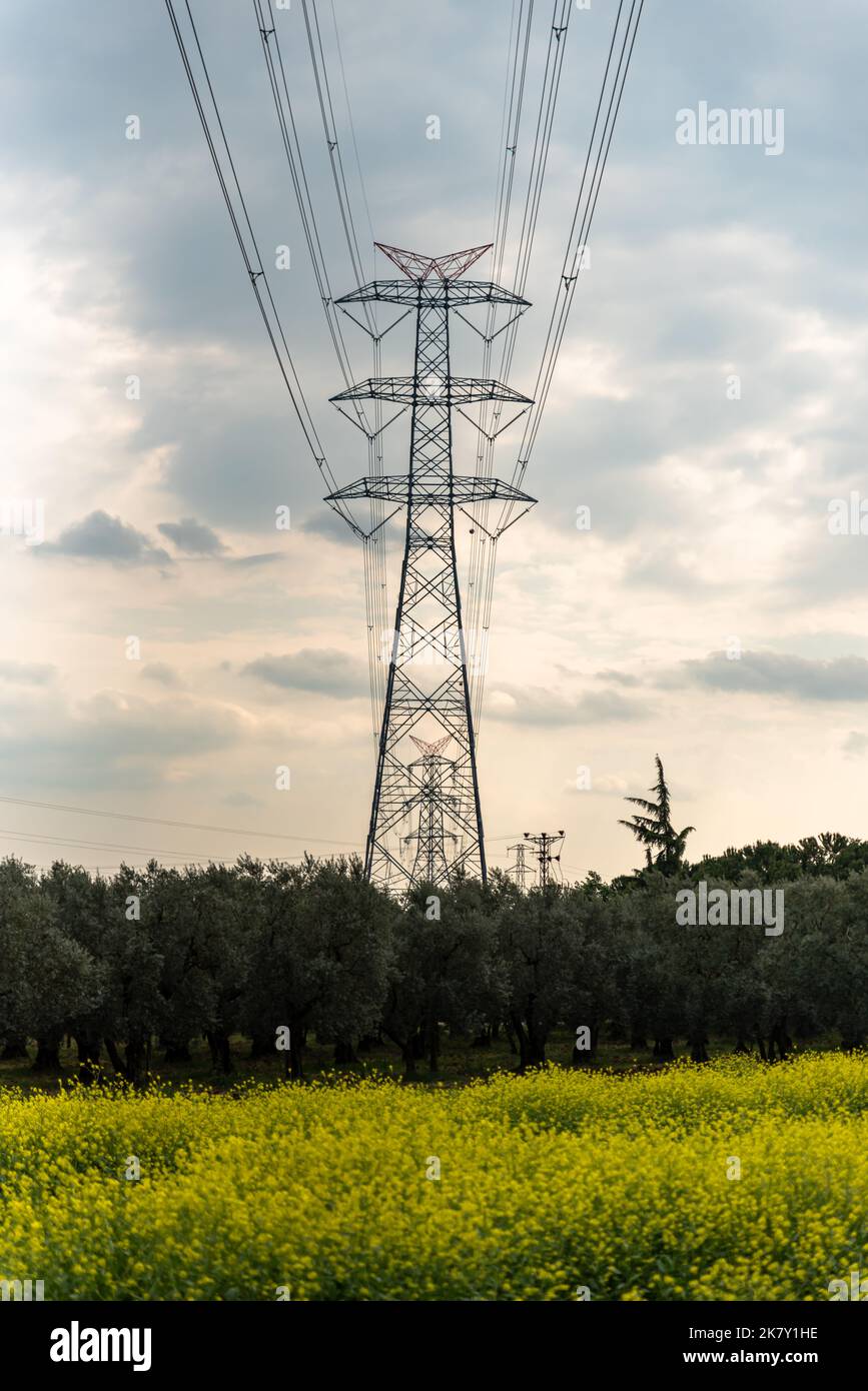 High Voltage electric Pole in the middle of Agriculture Field Stock ...