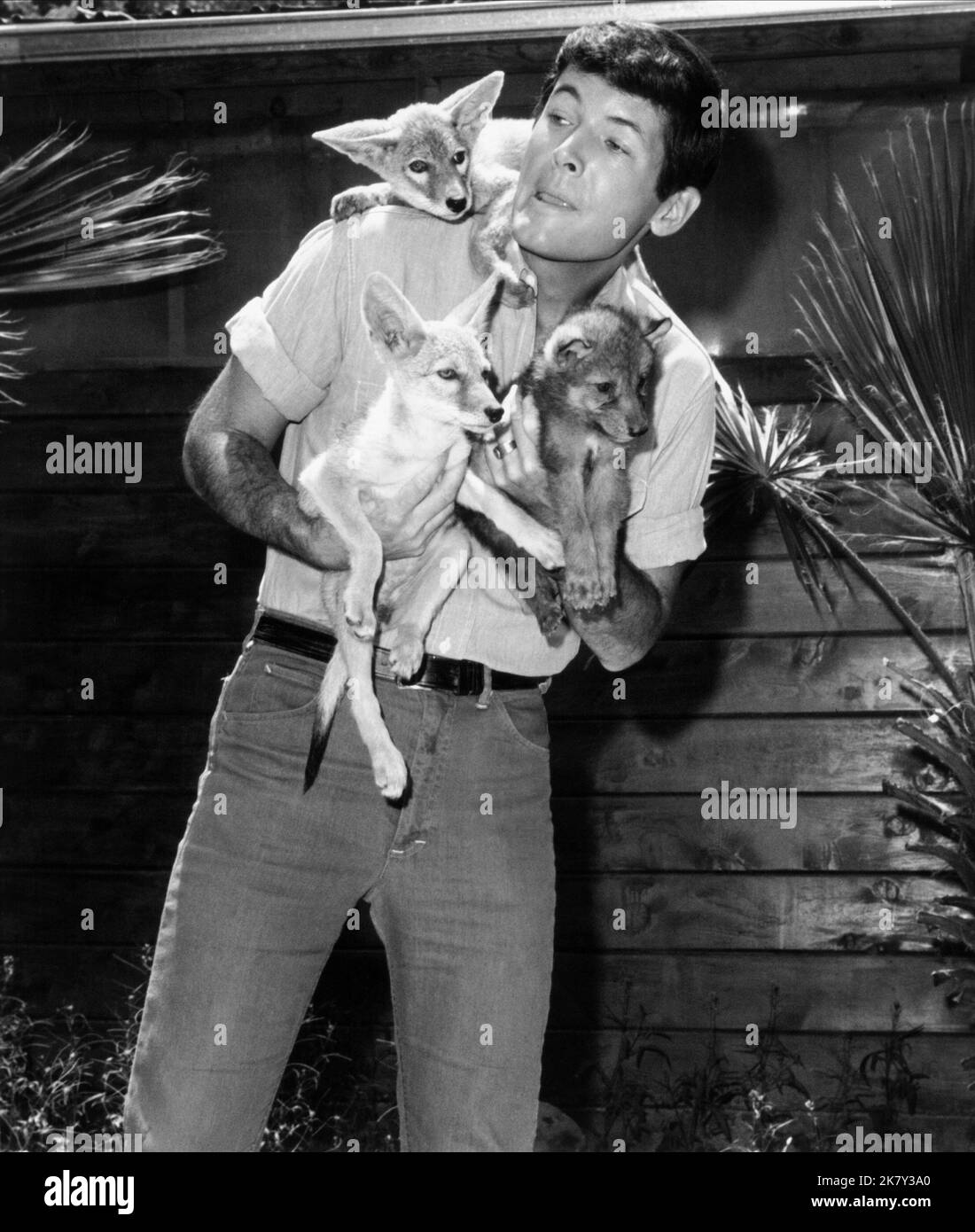 Yale Summers Television Daktari (TVSerie) Characters Jack Dane Usa 19661969, Director Paul