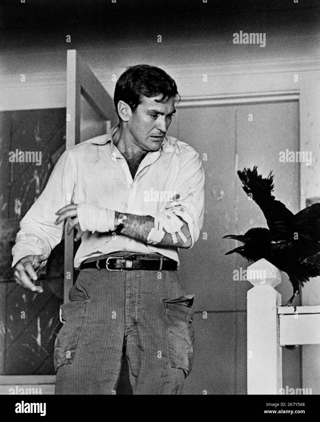 Rod Taylor & Bird Film: The Birds (USA 1963) Characters: Mitch Brenner &  Director: Alfred Hitchcock 28 March 1963   **WARNING** This Photograph is for editorial use only and is the copyright of UNIVERSAL and/or the Photographer assigned by the Film or Production Company and can only be reproduced by publications in conjunction with the promotion of the above Film. A Mandatory Credit To UNIVERSAL is required. The Photographer should also be credited when known. No commercial use can be granted without written authority from the Film Company. Stock Photo