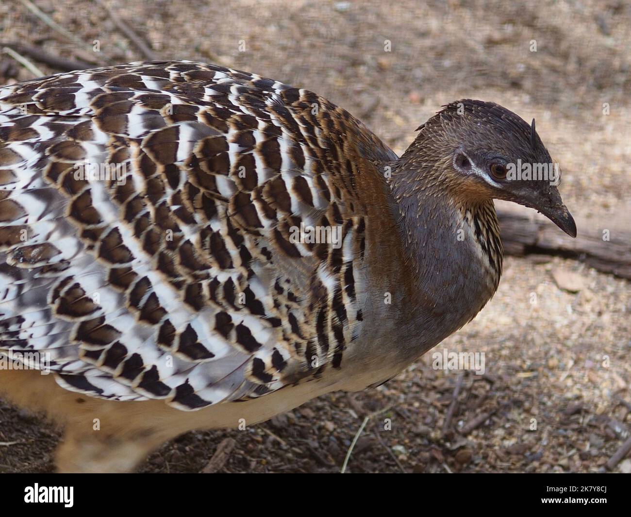 Hesitant wary Malleefowl with remarkable camouflaged plumage. Stock Photo
