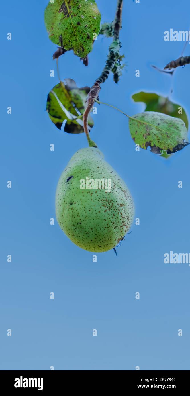 detailed close-up of a single hanging Common Pear (Pyrus communis) under a clear blue sky Stock Photo