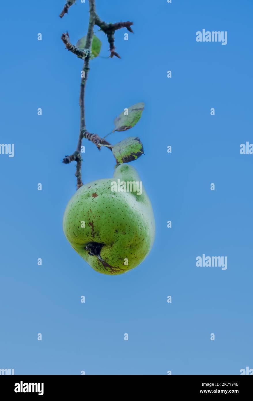 detailed close-up of a single hanging Common Pear (Pyrus communis) under a clear blue sky Stock Photo