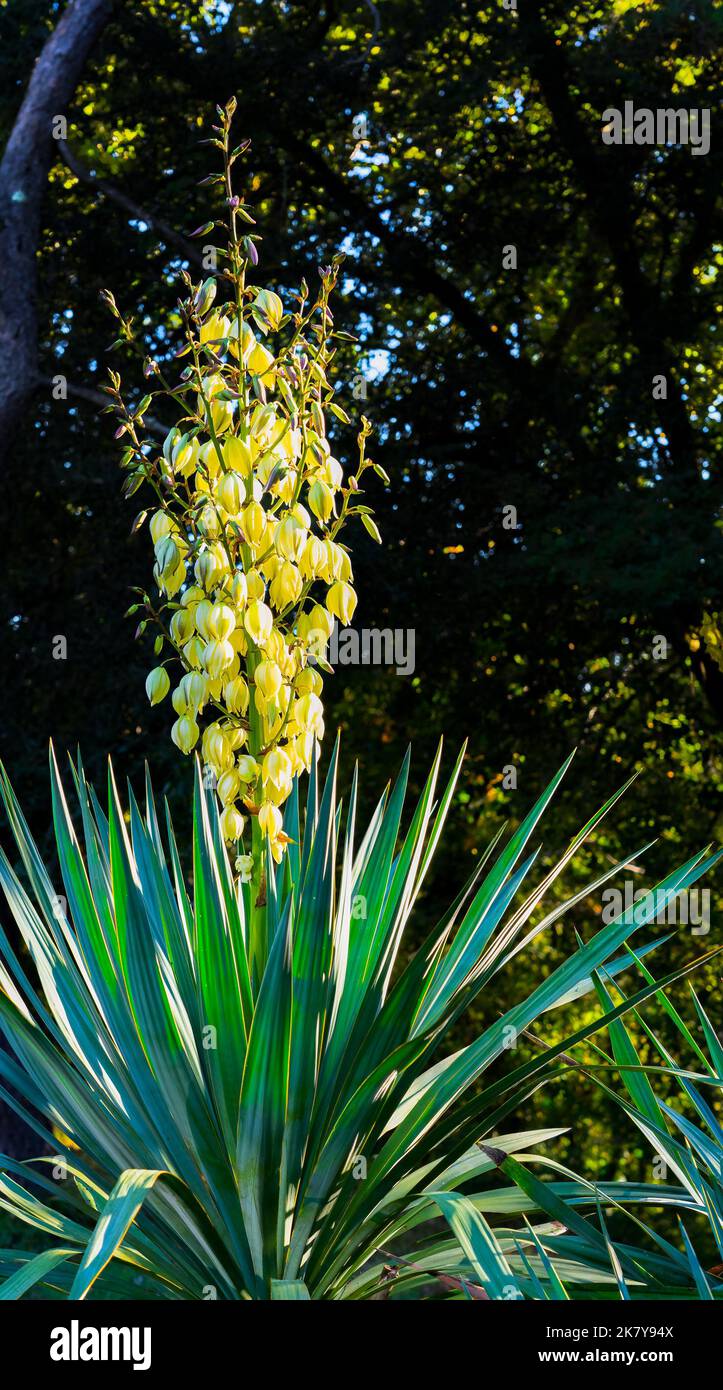 close-up of a flowering Twisted Yucca (Rock Yucca, Texas Yucca, Yucca Rupicola) with yellow bell shaped flowers Stock Photo