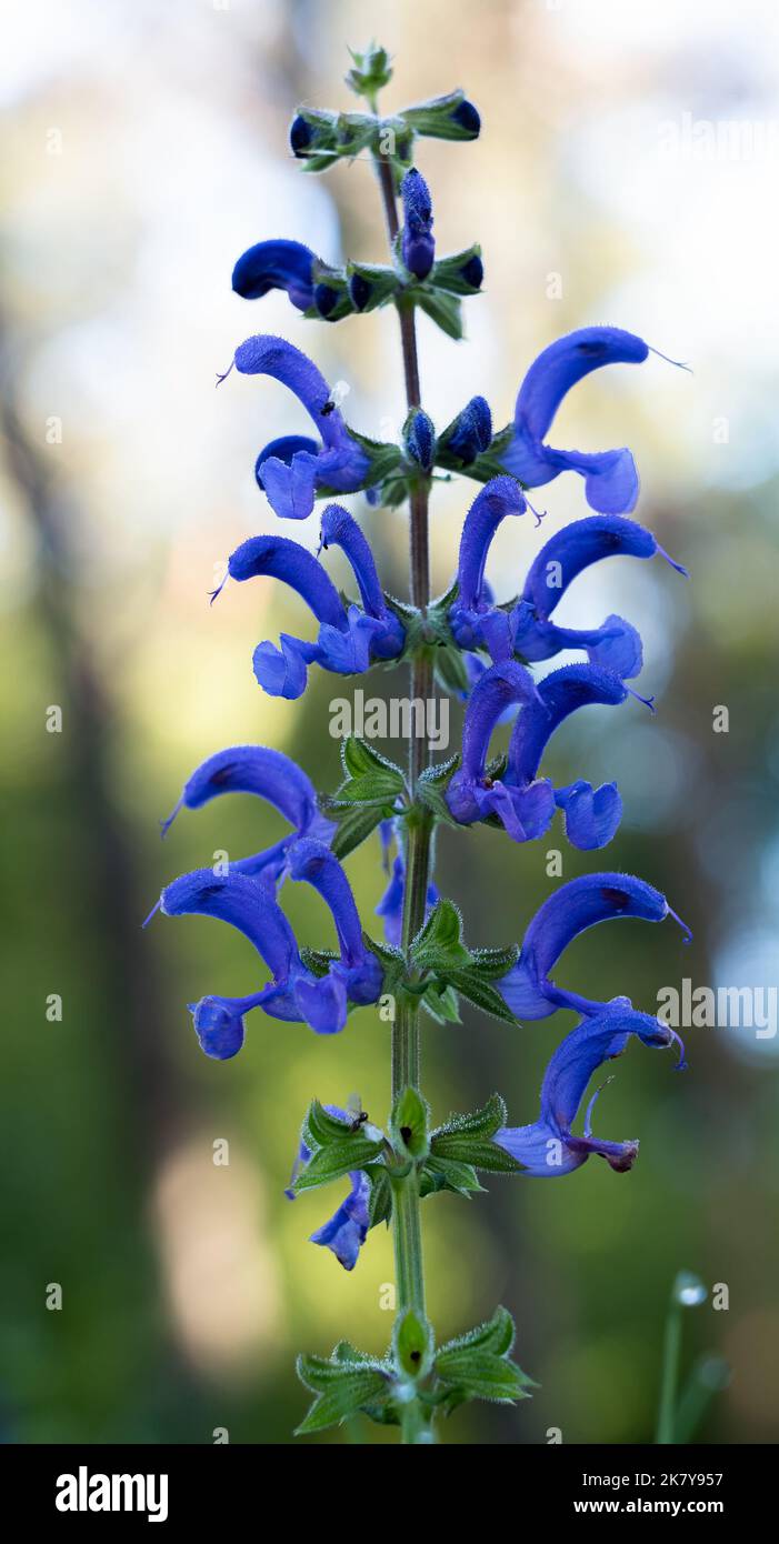 detailed close-up of Salvia patens 'Royal Blue' gentian sage in summer bloom Stock Photo