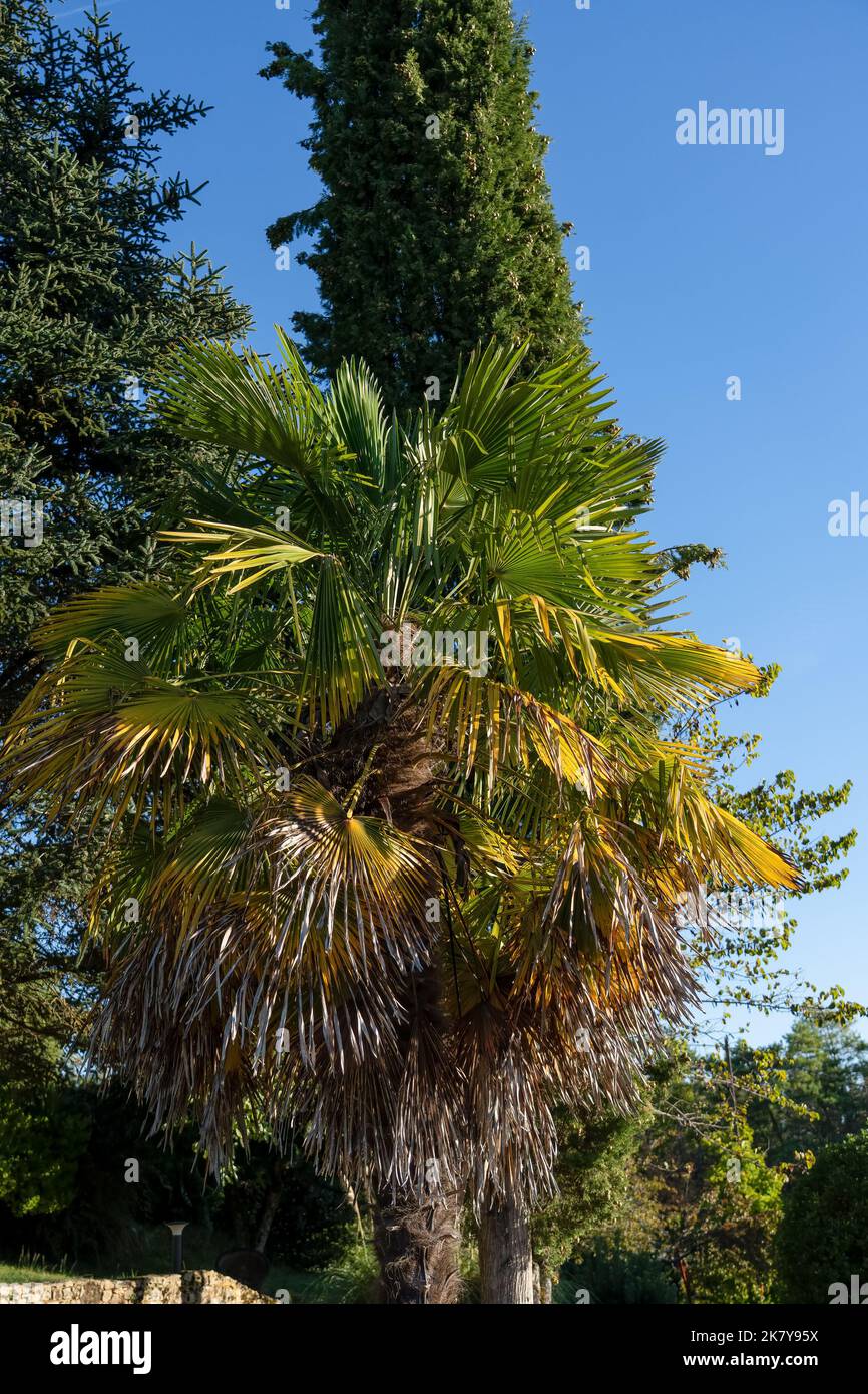 close up of a Chinese windmill palm aka windmill or Chusan palm (Trachycarpus fortunei) a species of hardy evergreen palm tree Stock Photo