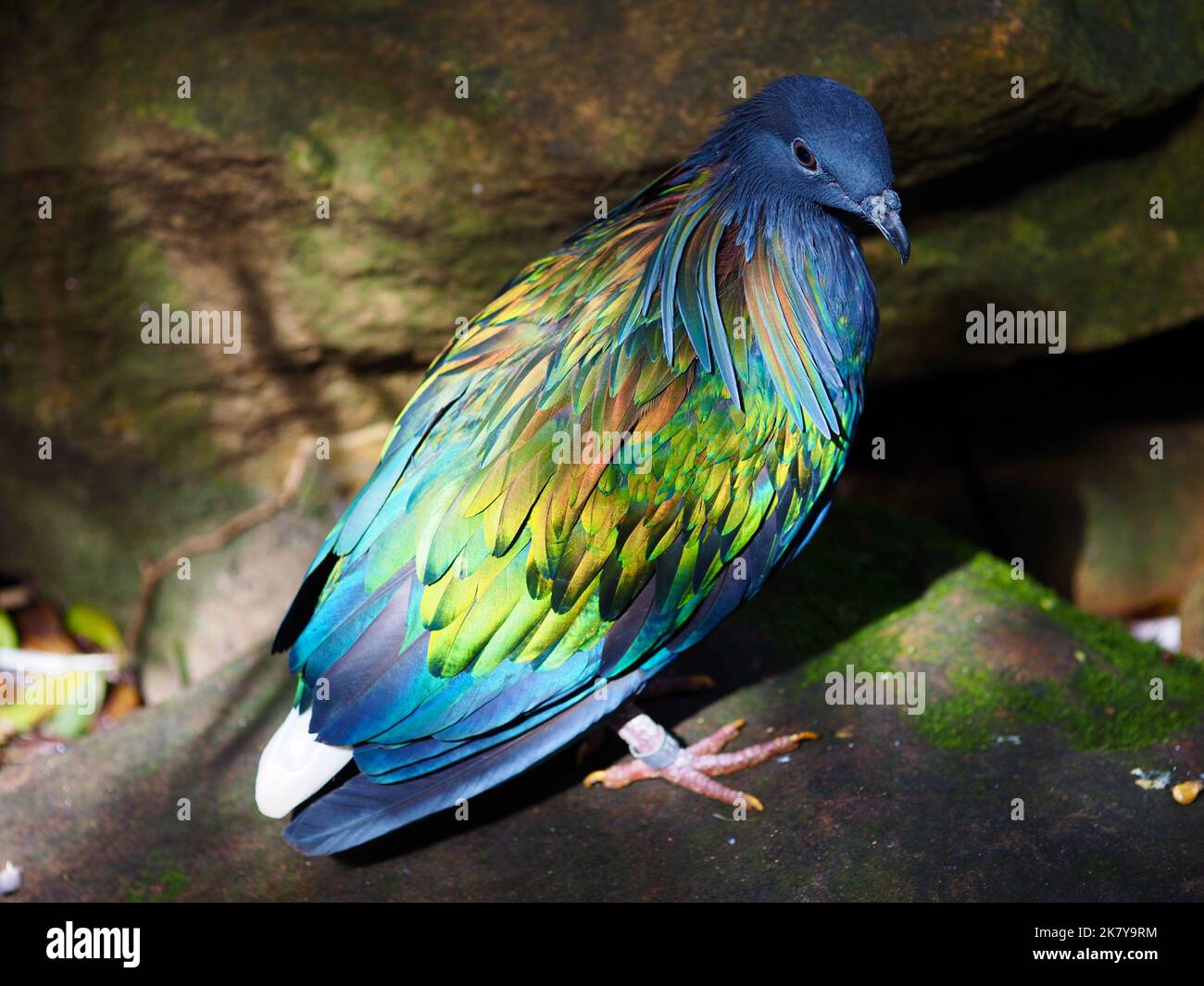 Enchanting winsome Nicobar Pigeon with lustrous shiny feathers. Stock Photo