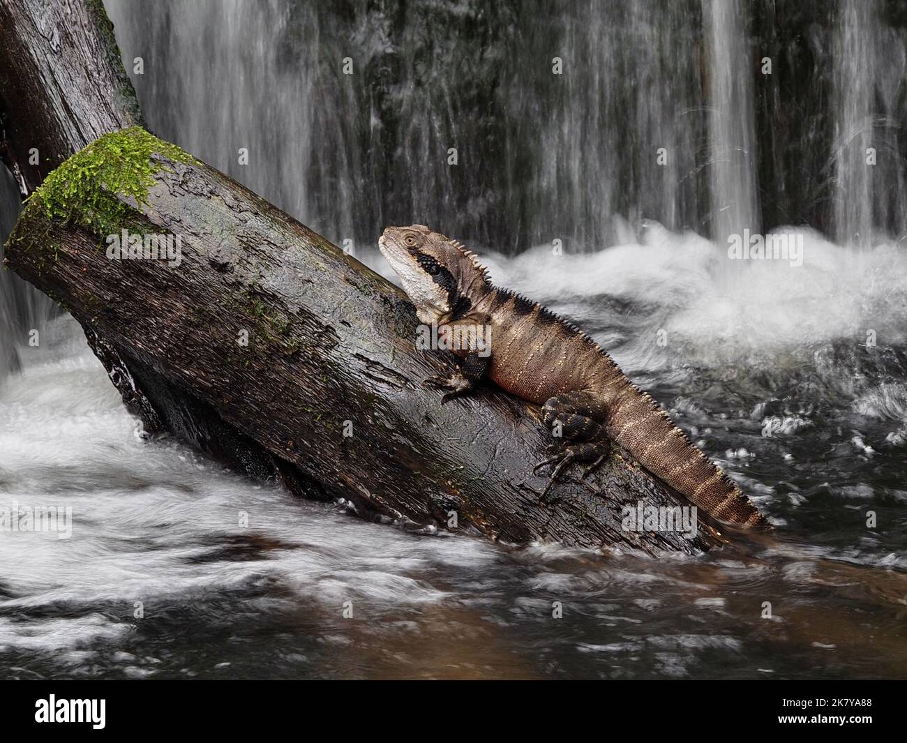 Wonderful arresting Eastern Water Dragon surrounded by a dramatic cascading waterfall. Stock Photo